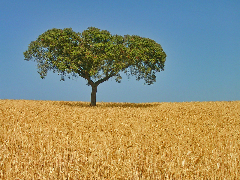 Chêne-liège en Alentejo